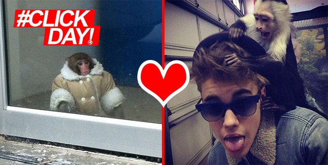 A TAIL of Forbidden Love: Are Justin Bieber’s Monkey and the IKEA Monkey an Item?