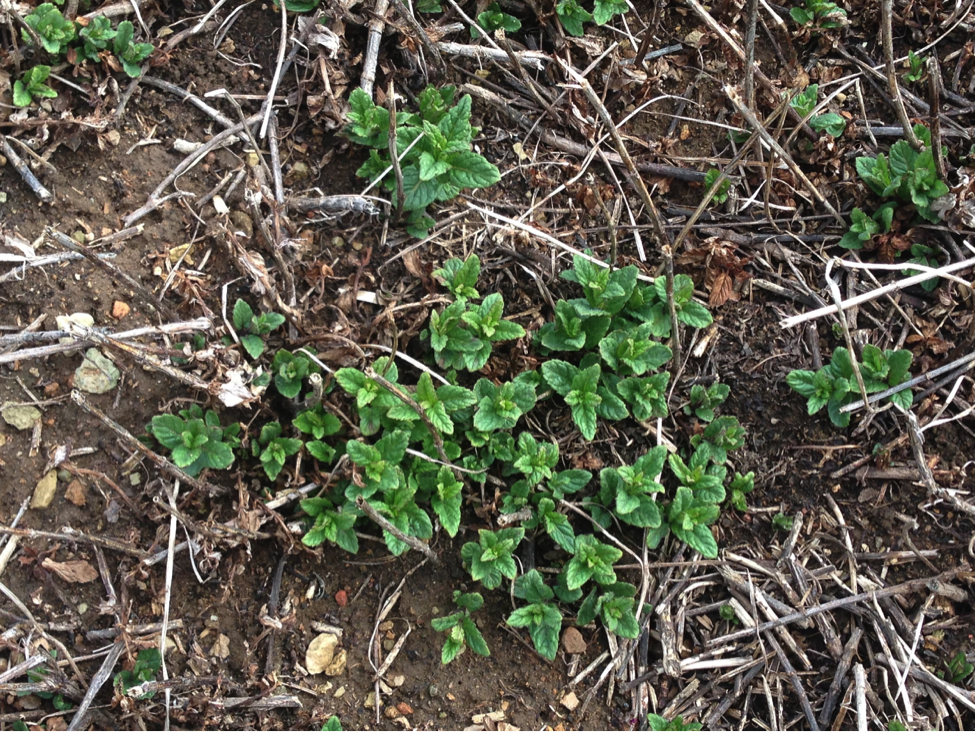 Mint from Essex Farm poking up after the long winter.