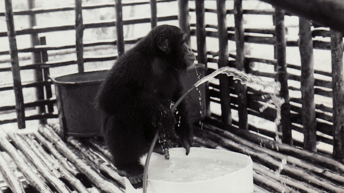 1506478199137-monkey