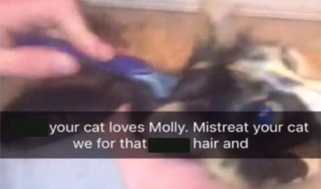 Teens Allegedly Sent Snapchats of Them Torturing and Drugging Cat