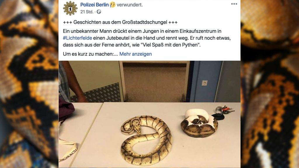 Fragen, die der Beutel mit Würgeschlangen aufwirft, den ein Typ einem Kind im Einkaufszentrum gab