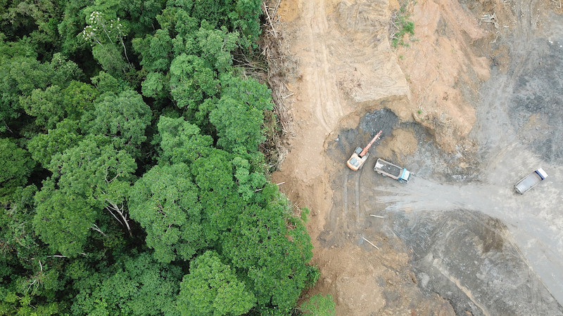 Palm oil deforestation in Borneo.