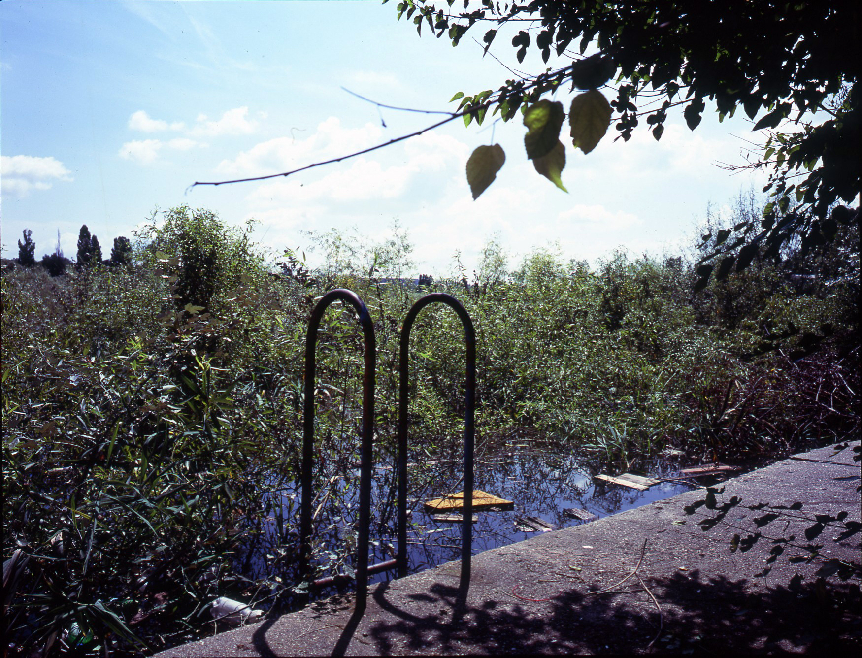 lacul tei