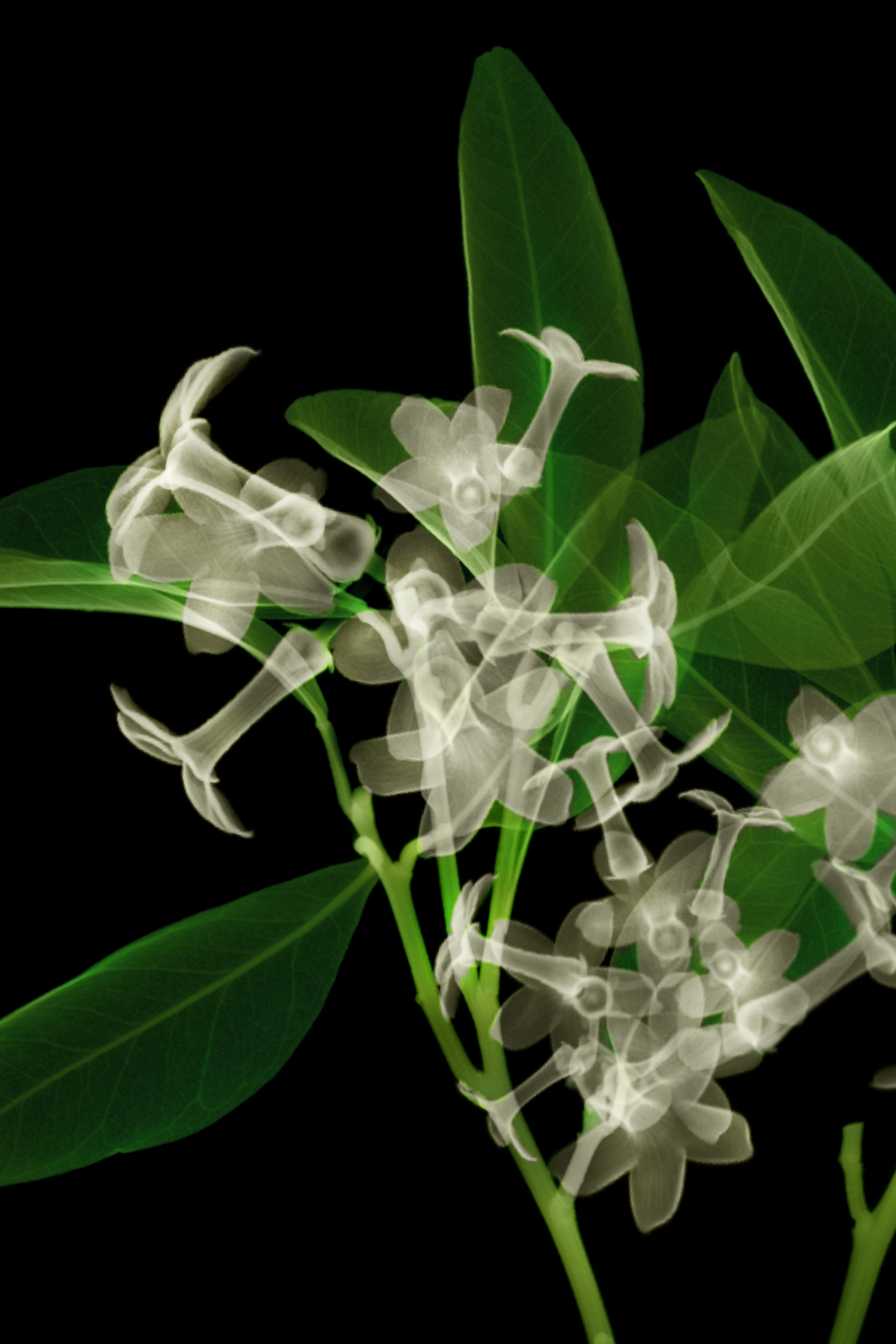 Chilli pepper flowers.