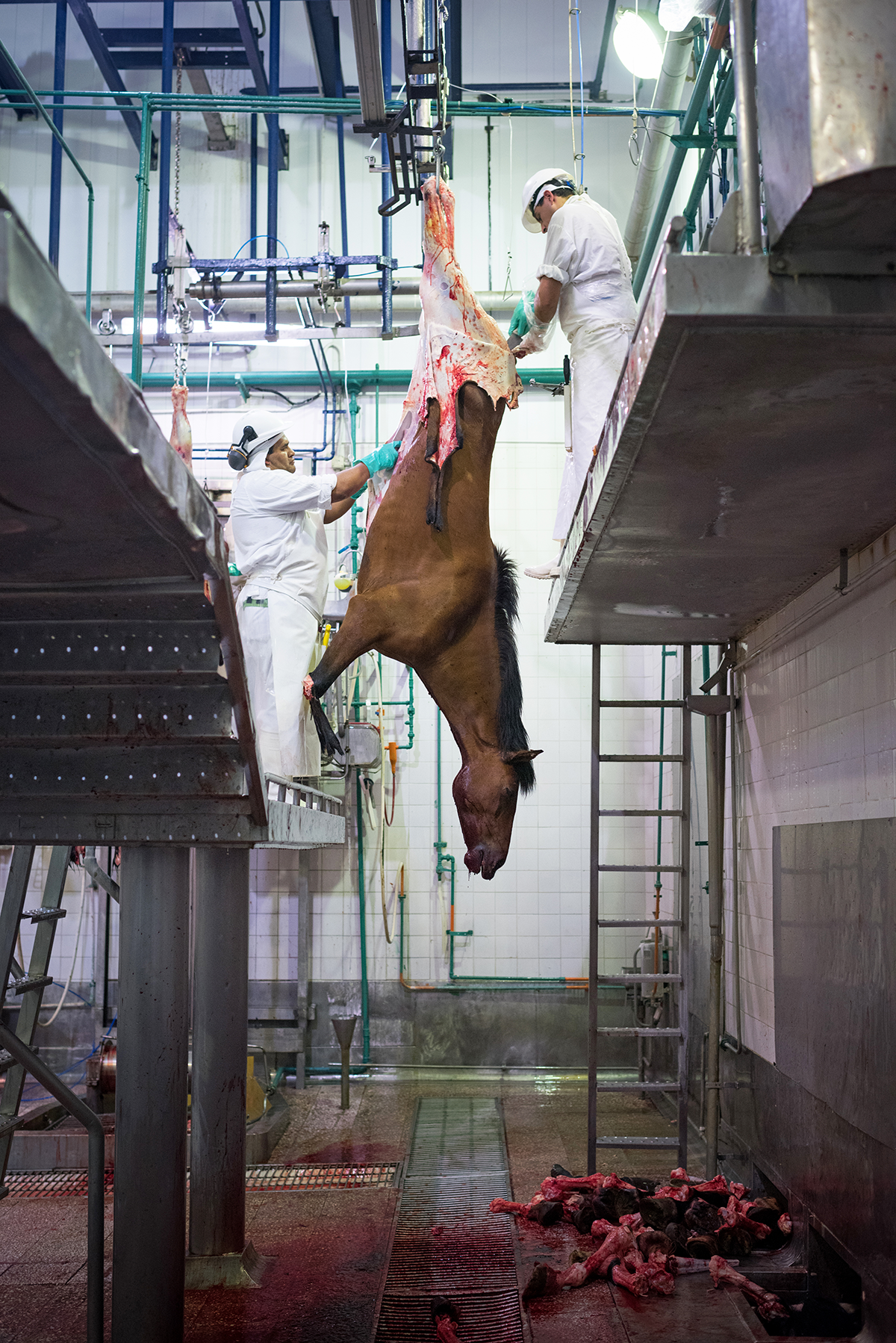 Due uomini scuoiano un cavallo