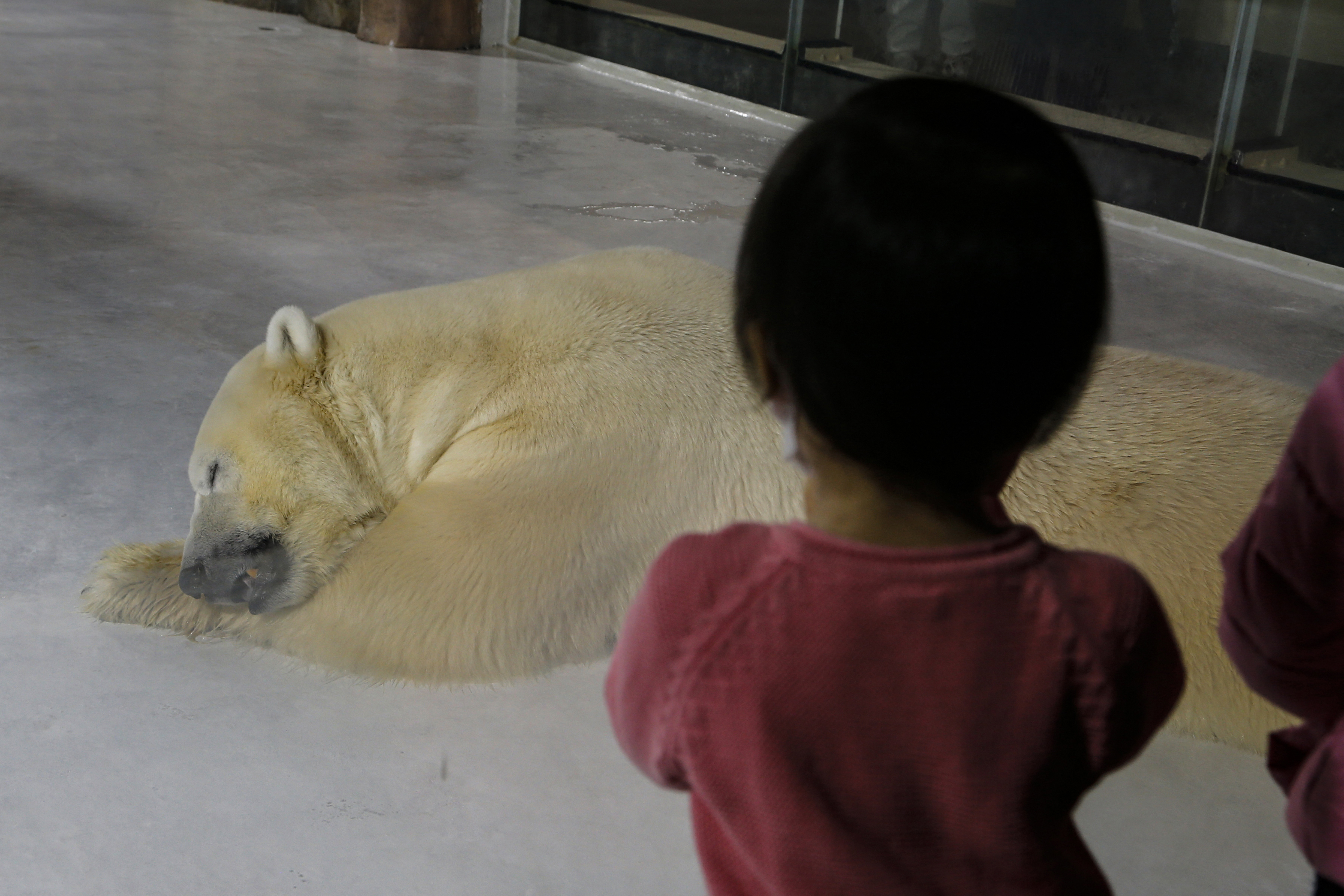 People look at a polar bear inside its enclosure at a newly-opened hotel in Harbin, China. PHOTO: AFP / STRINGER