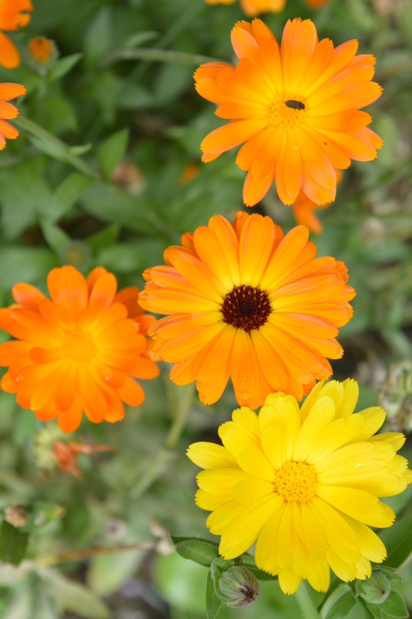 Calendula.JPG