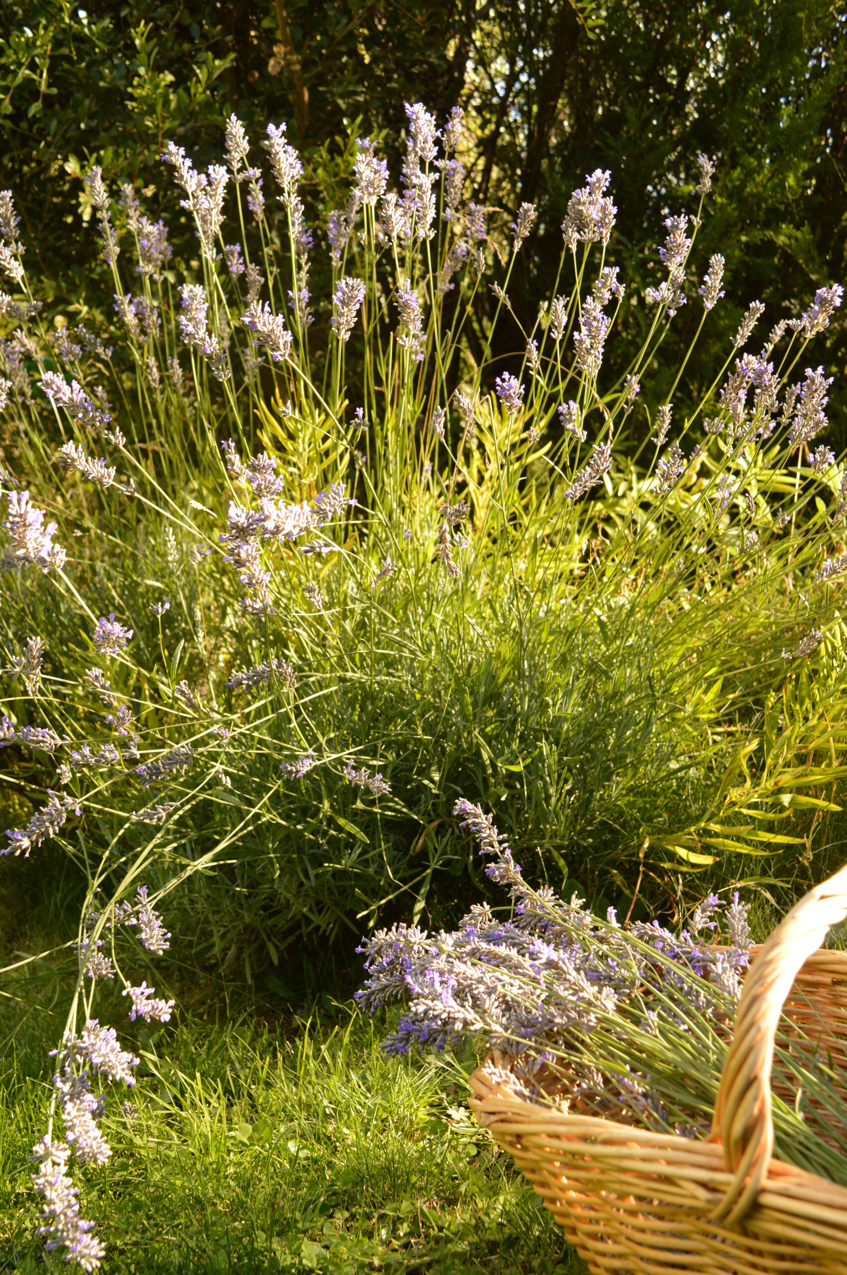 Lavanda.JPG