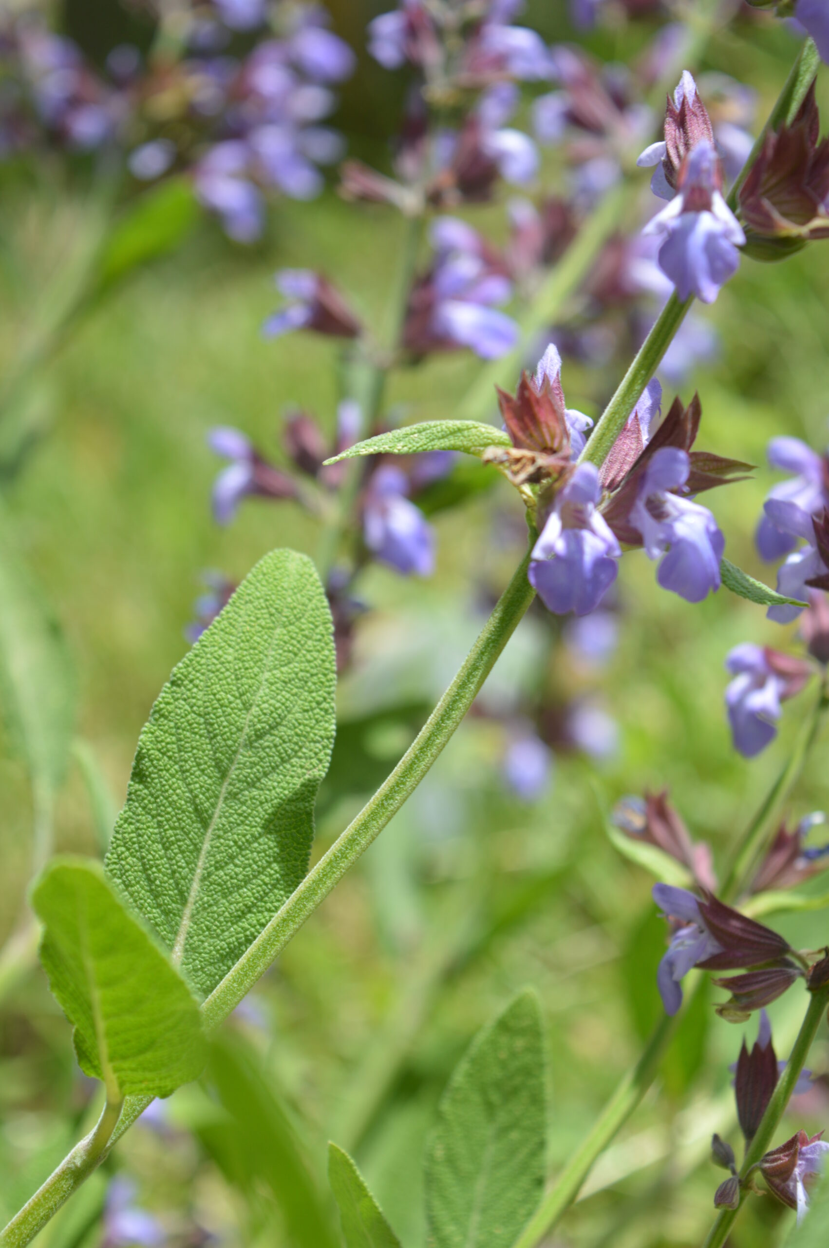 salvia.JPG