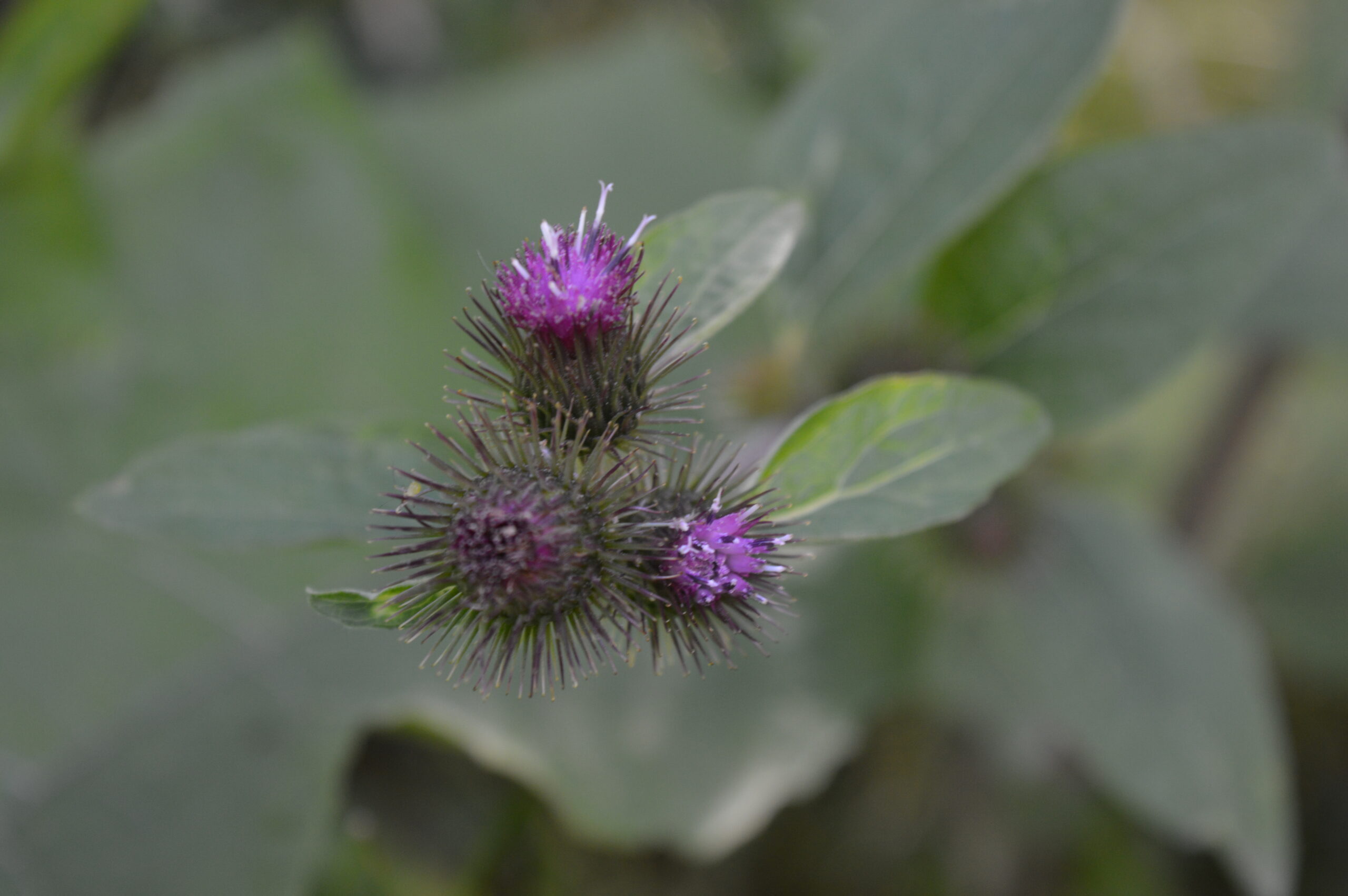 DSC_0439.JPG