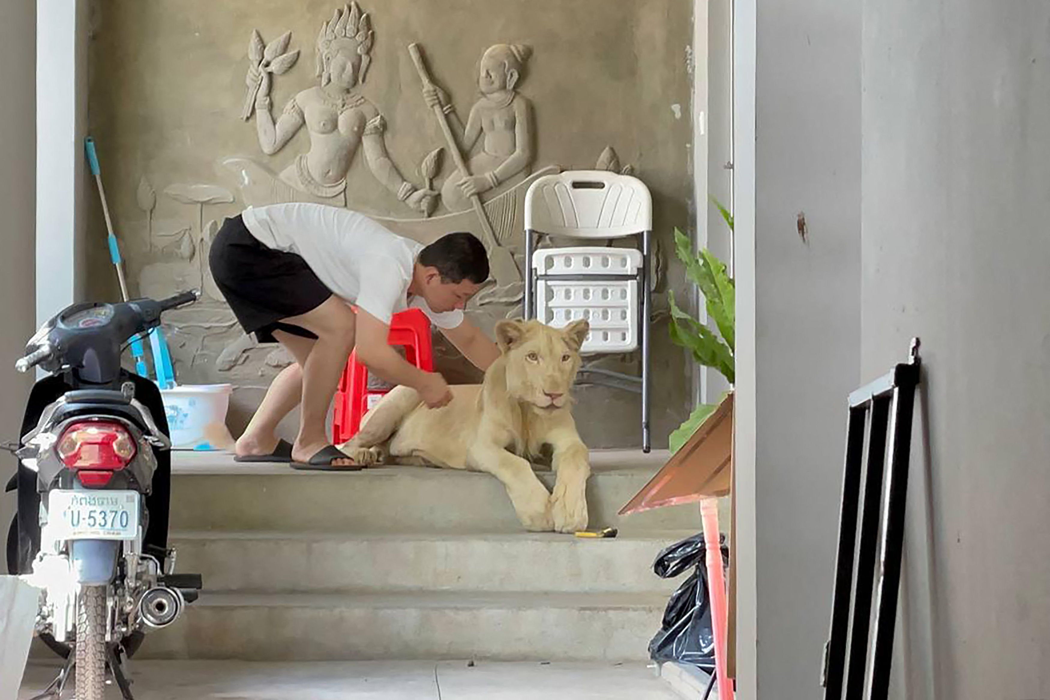 The male lion was confiscated by Cambodian authorities from a private residence in Phnom Penh. (Photo: CAMBODIA MINISTRY OF ENVIRONMENT / AFP)