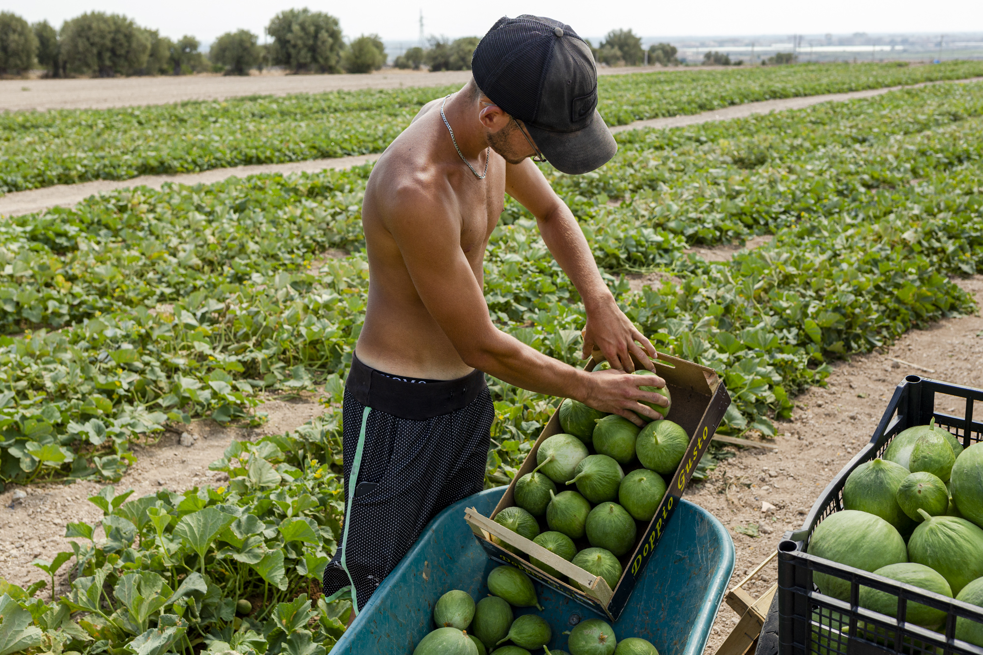 Campi puglia fotografie Giuseppe Laera