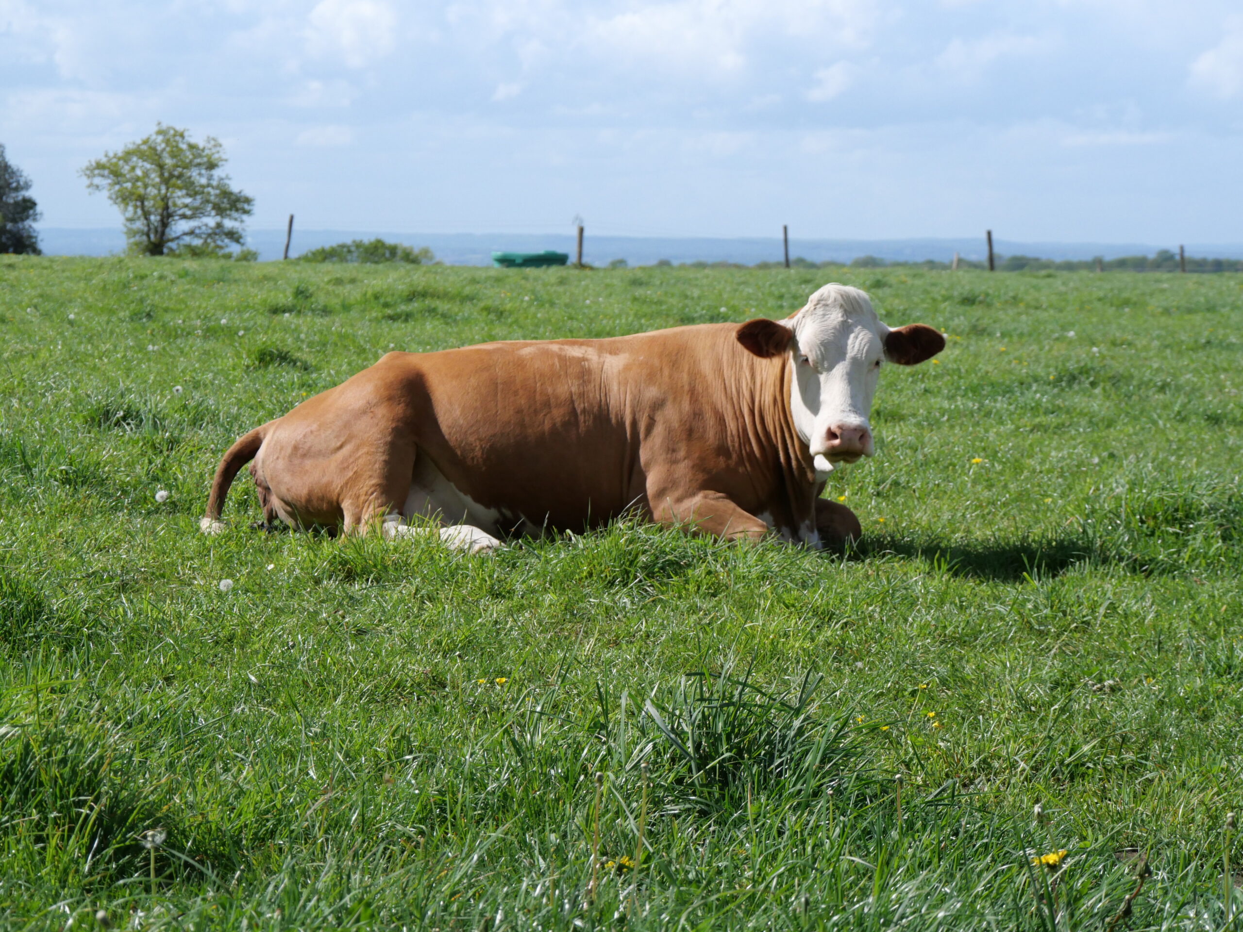 gay in domeniul agricol, fermier gay