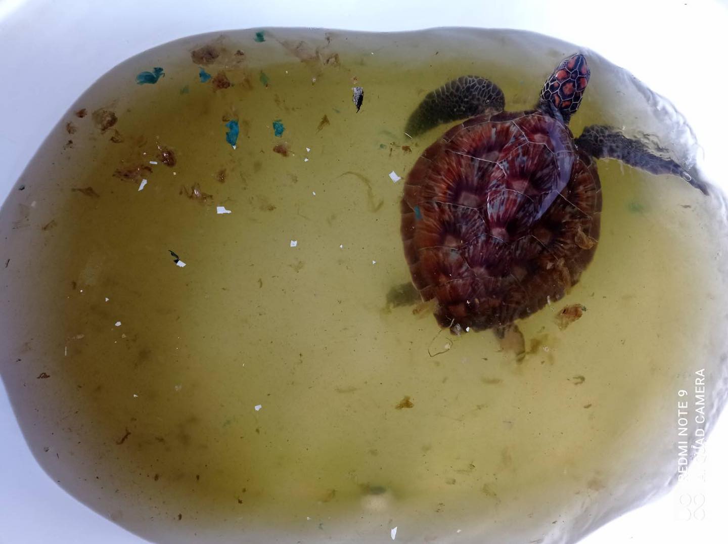 turtle.jpeg