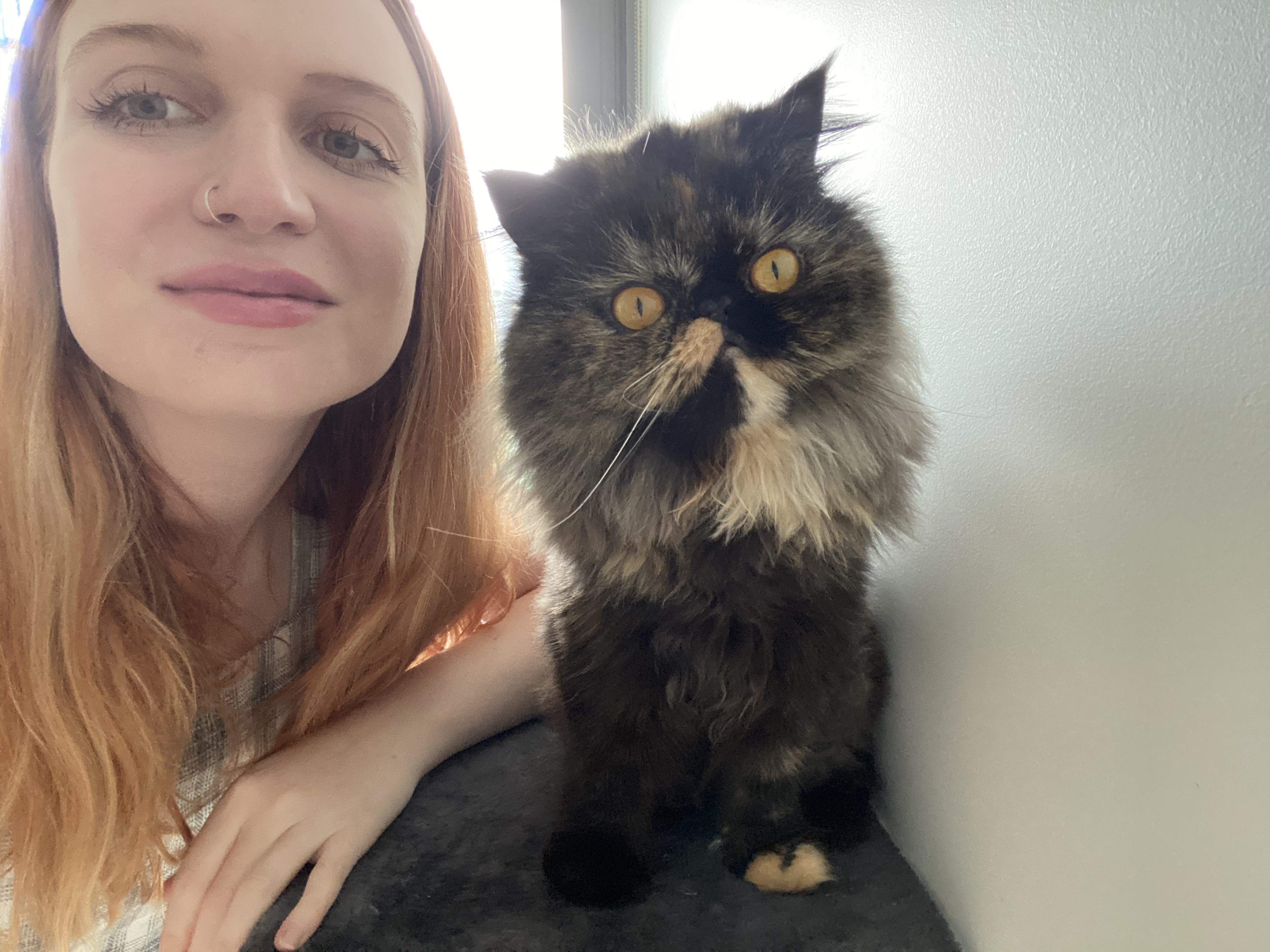 Pepper, a Persian cat that Madolline Gourley met while catsitting in Darwin, Australia.