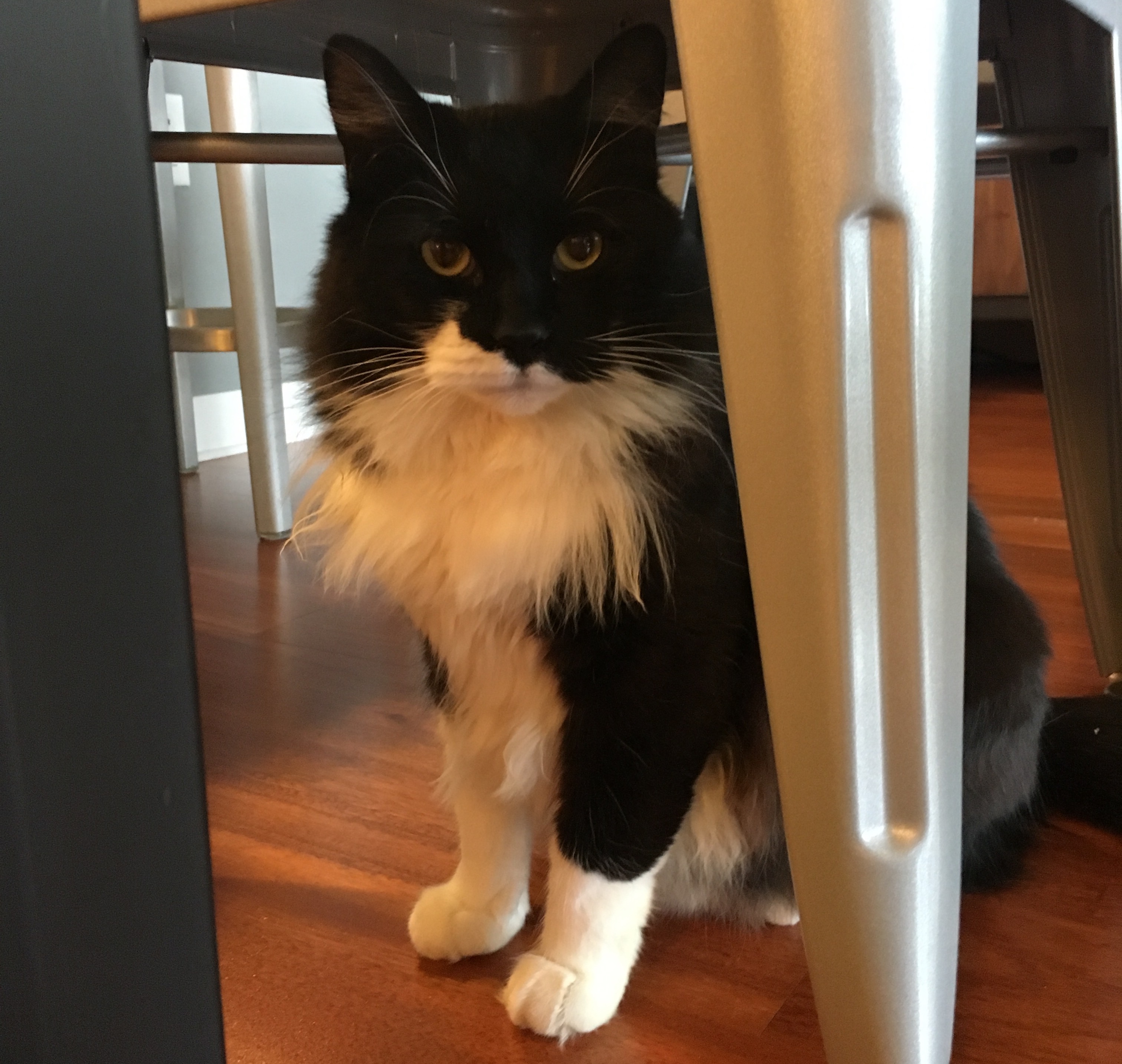 Harvey, a cat Madolline Gourley met while catsitting in San Francisco.