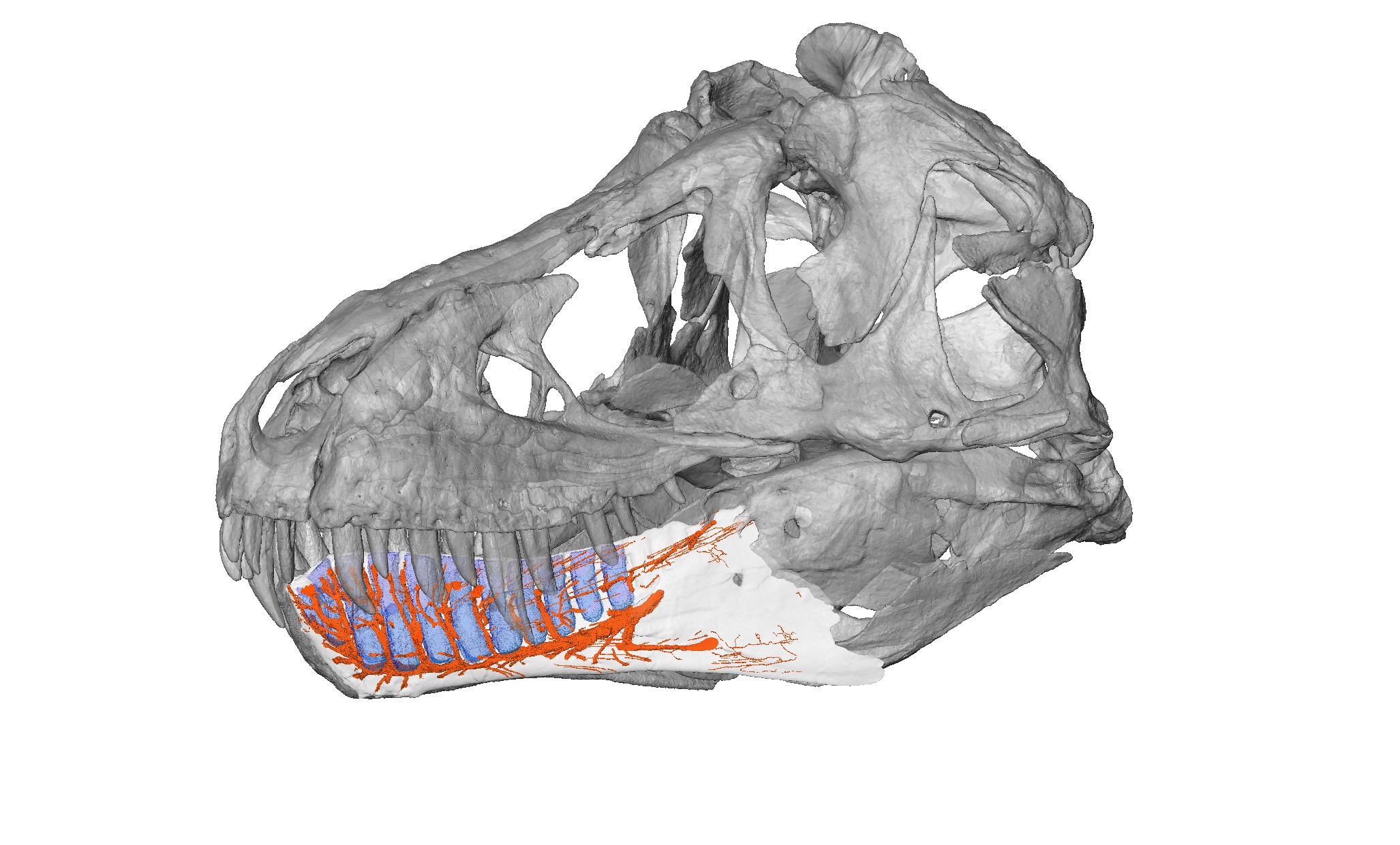 T. Rex, dinosaur, Tyrannosaurus rex, CT scan, research, science, japan