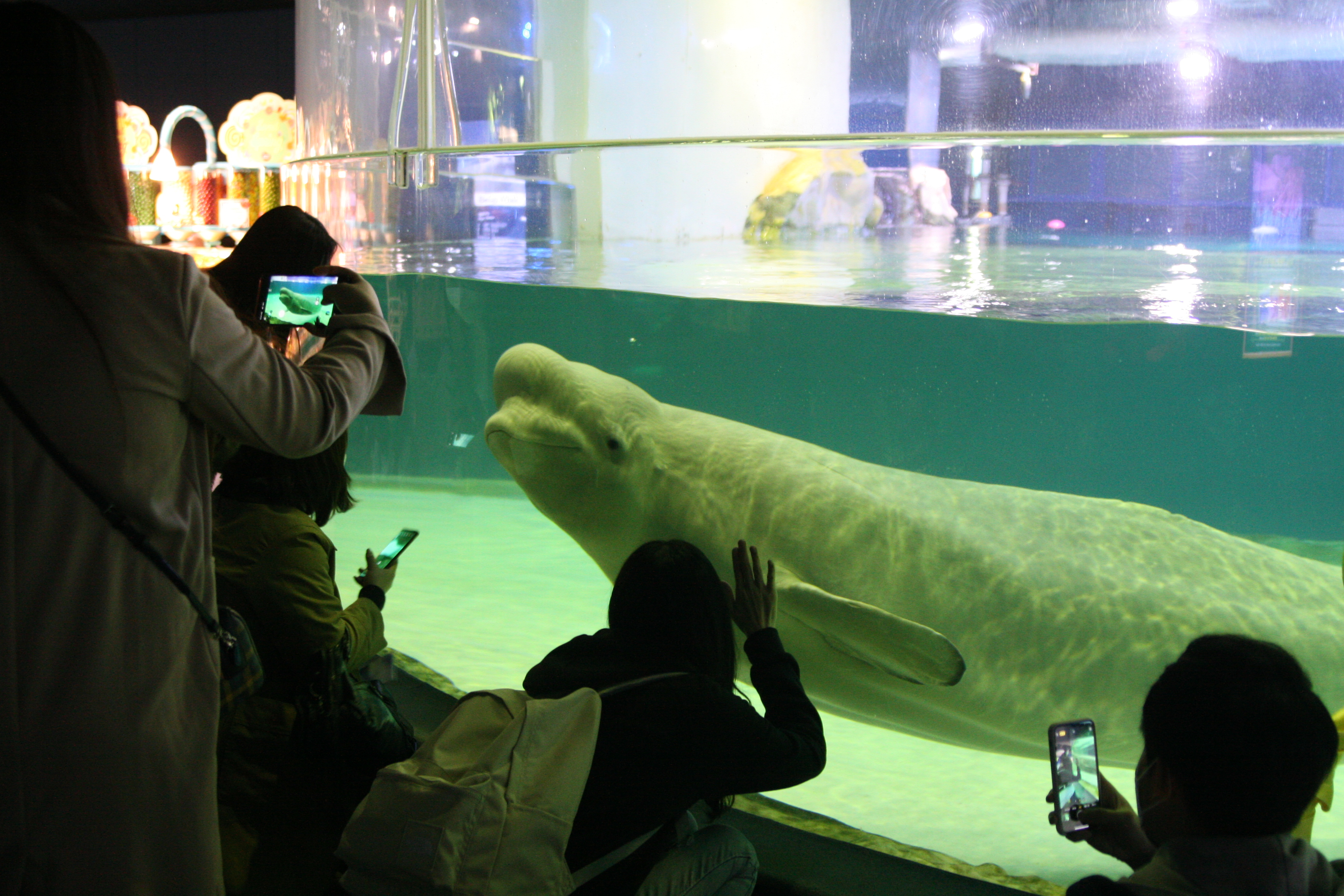 Bella in her tank. Activists maintain that the facility is too shallow for belugas like Bella to dive. Photo: Hot Pink Dolphins