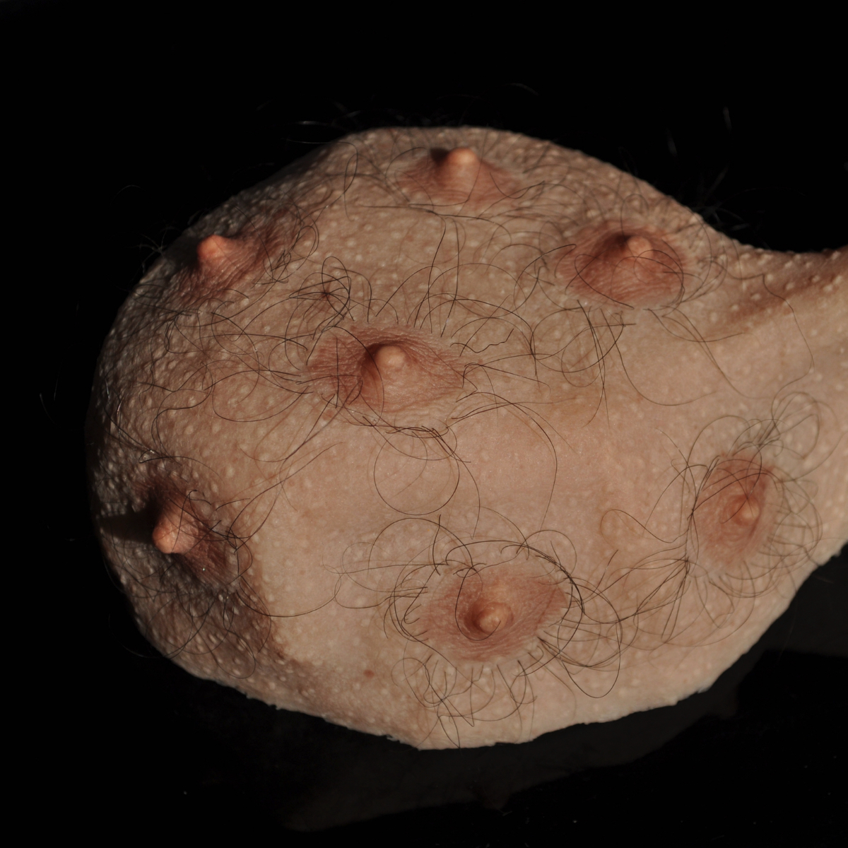 Scultura di un ammasso di carne umana con sette capezzoli e filamenti pelosi.