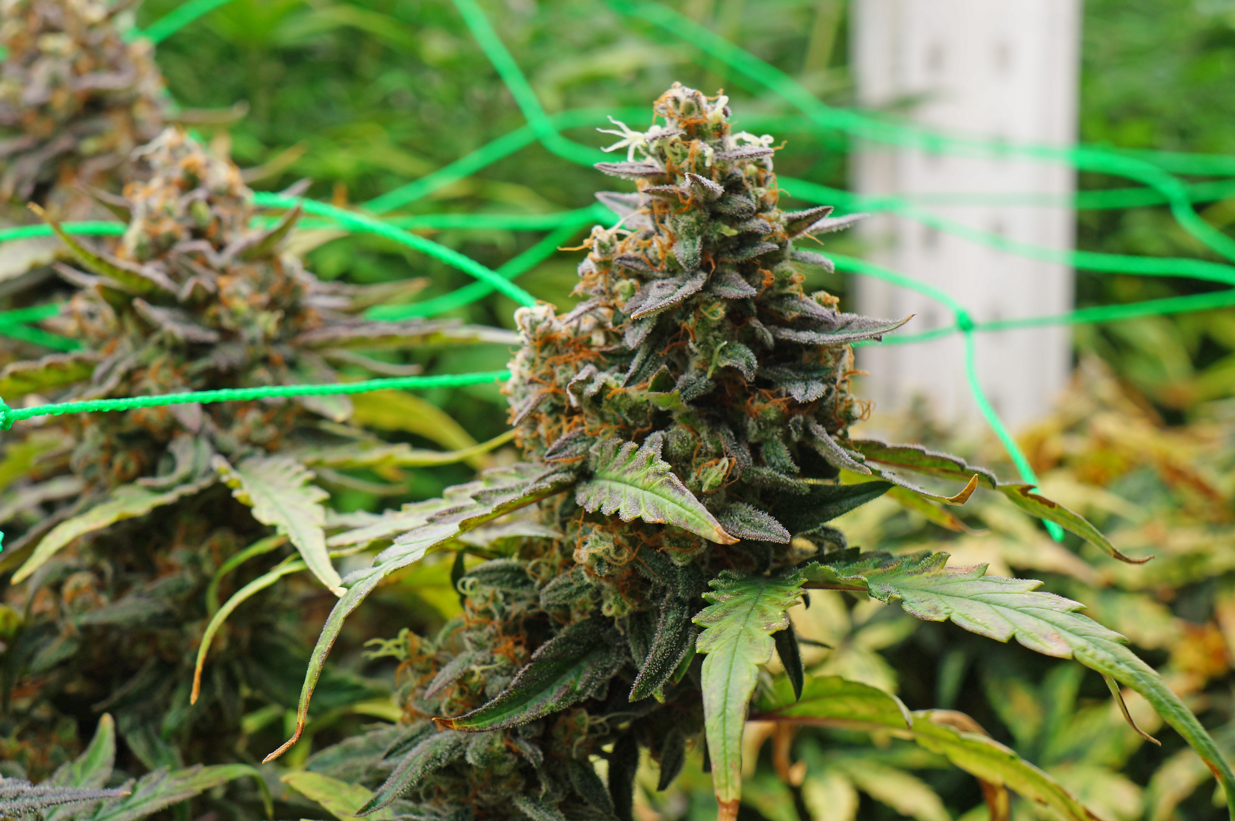 Cannabis, Hemp, Marijuana, Weed, Andong, South Korea