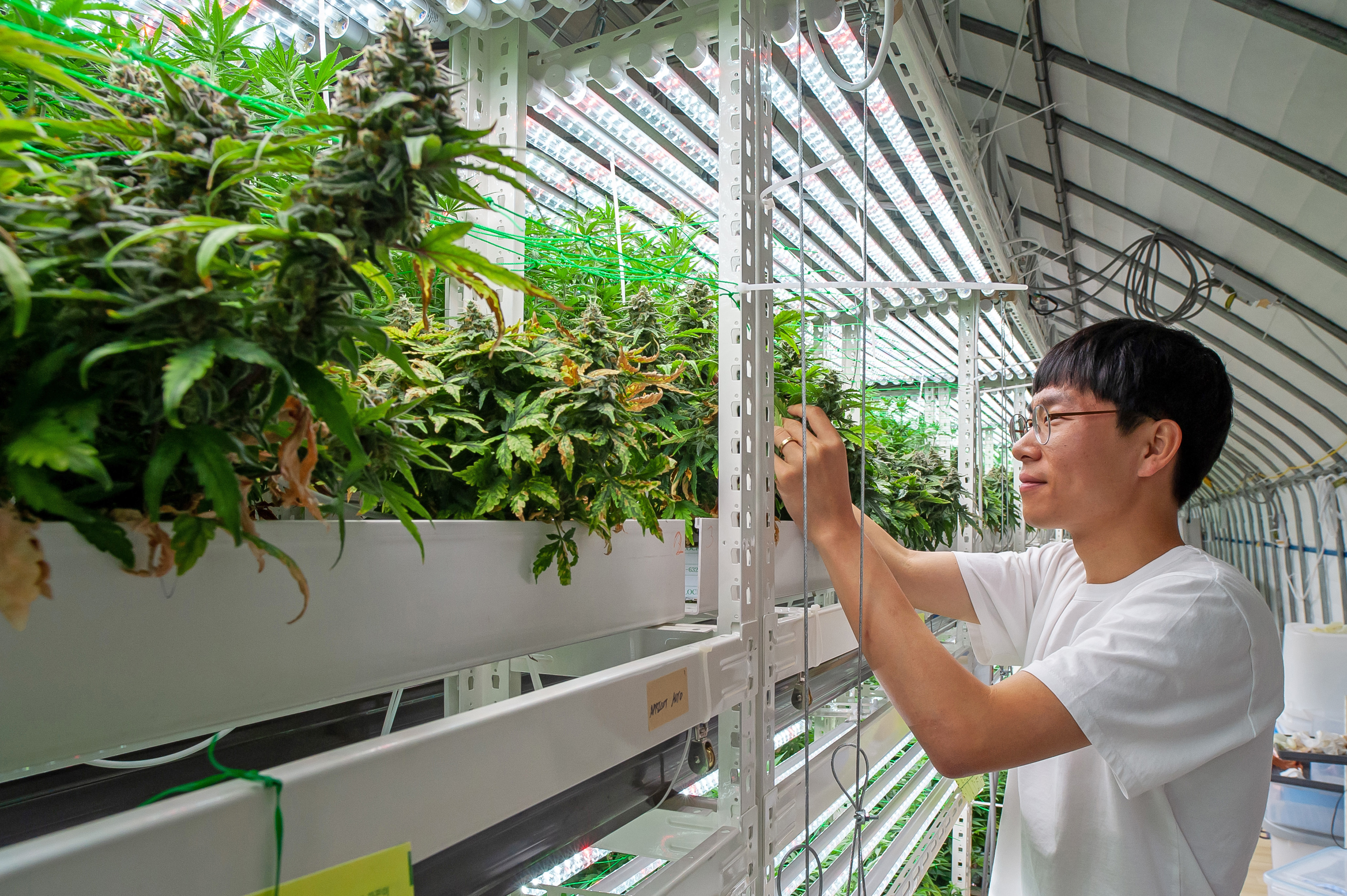 Cannabis, Hemp, Marijuana, Weed, Andong, South Korea