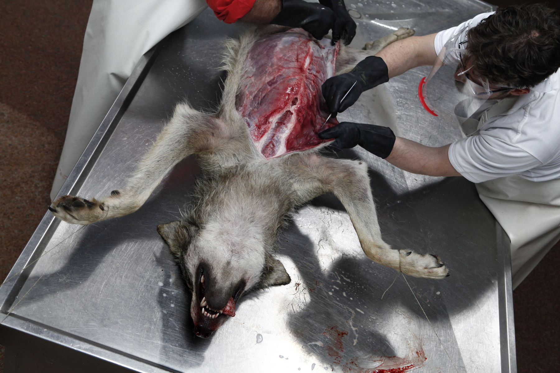 Marielle van Uitert, nature, wolves - Photograph of a veterinary worker carrying out an autopsy on a wolf.