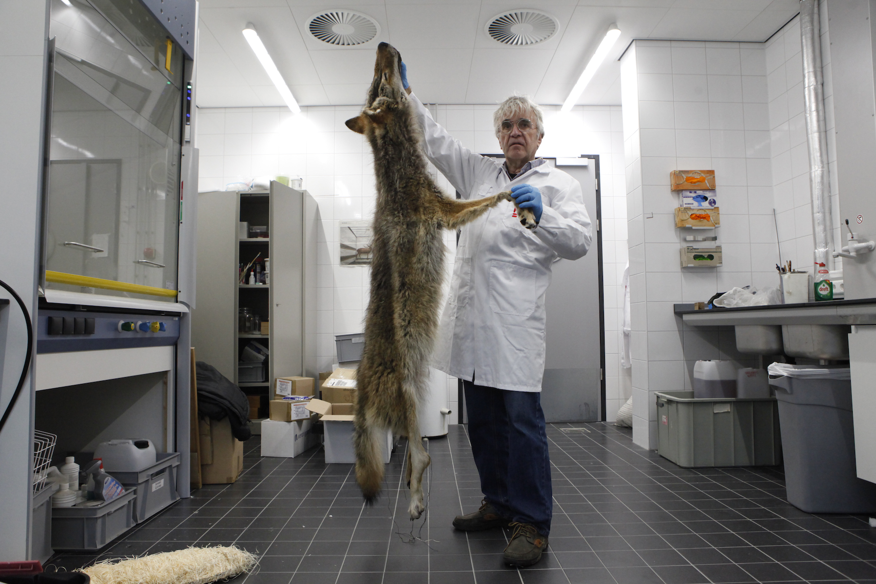 Marielle van Uitert, nature, wolves - Photograph of a vet holding up a wolf's coat in a clinical environment.
