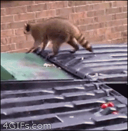 photo mapache_victor_zpsde7bd1b9.gif