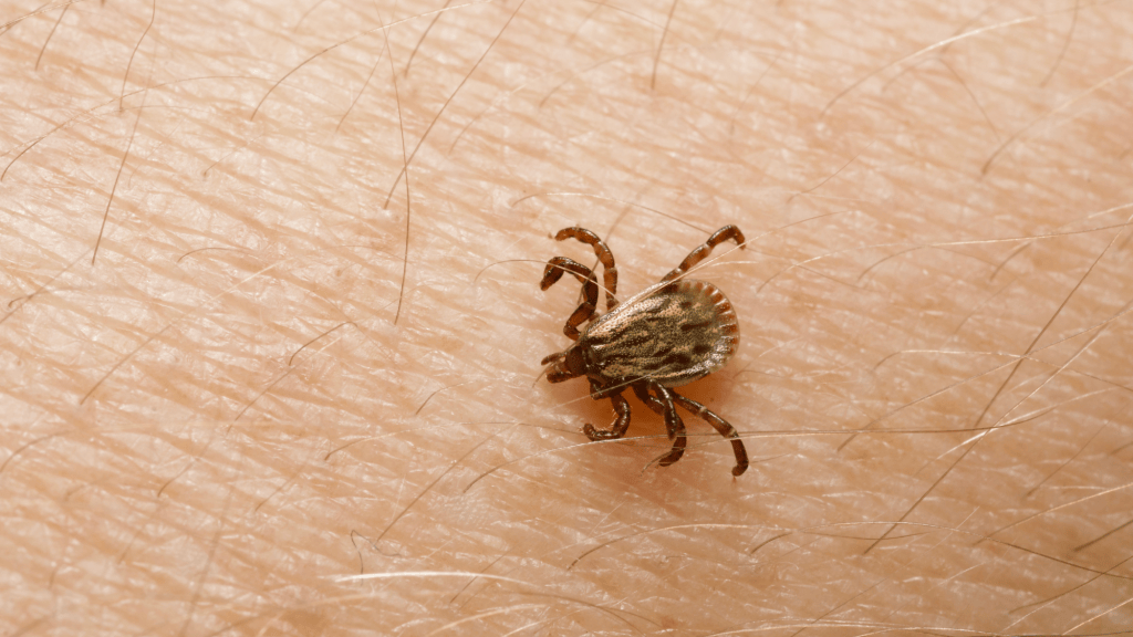 This Tick-Induced Meat Allergy May Have Just Claimed Its First Life